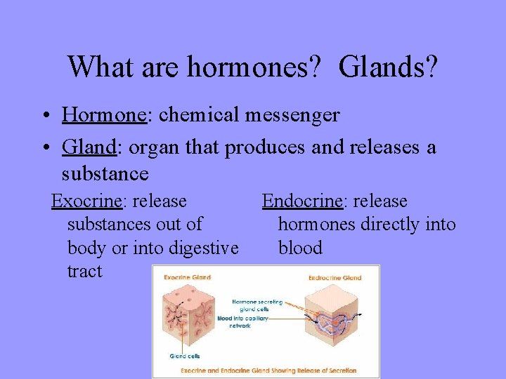 What are hormones? Glands? • Hormone: chemical messenger • Gland: organ that produces and