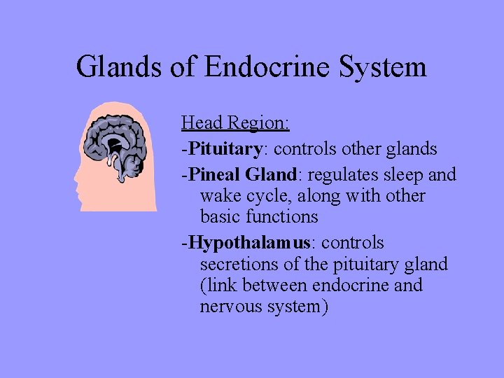 Glands of Endocrine System Head Region: -Pituitary: controls other glands -Pineal Gland: regulates sleep