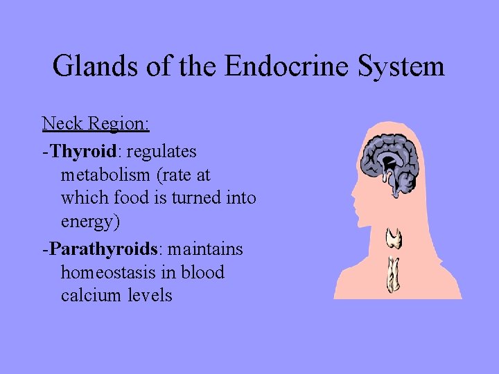 Glands of the Endocrine System Neck Region: -Thyroid: regulates metabolism (rate at which food