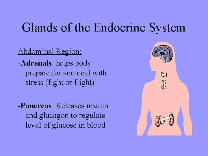 Glands of the Endocrine System Abdominal Region: -Adrenals: helps body prepare for and deal