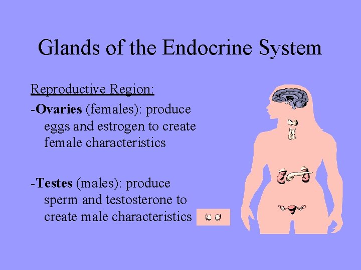 Glands of the Endocrine System Reproductive Region: -Ovaries (females): produce eggs and estrogen to