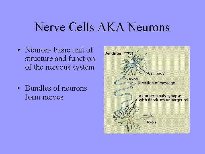 Nerve Cells AKA Neurons • Neuron- basic unit of structure and function of the