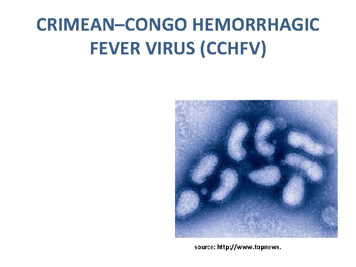 CRIMEAN–CONGO HEMORRHAGIC FEVER VIRUS (CCHFV) source: http: //www. topnews. 