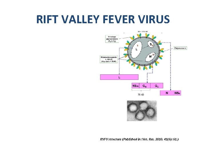 RIFT VALLEY FEVER VIRUS RVFV structure (Published in: Vet. Res. 2010. 41(6): 61. )