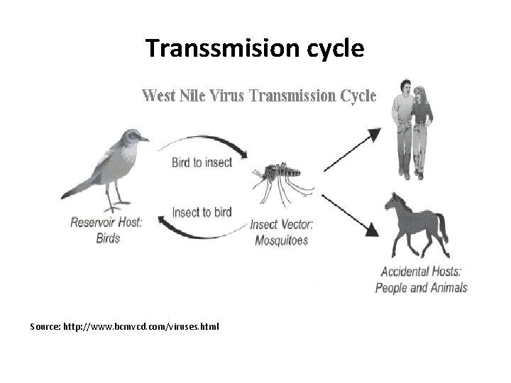 Transsmision cycle Source: http: //www. bcmvcd. com/viruses. html 