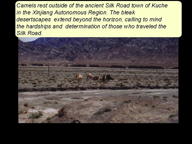 Camels rest outside of the ancient Silk Road town of Kuche in the Xinjiang
