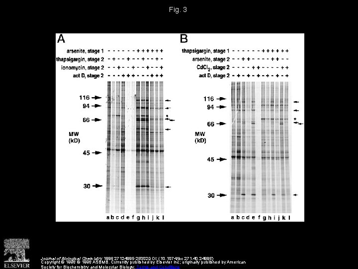 Fig. 3 Journal of Biological Chemistry 1996 27124995 -25002 DOI: (10. 1074/jbc. 271. 40.