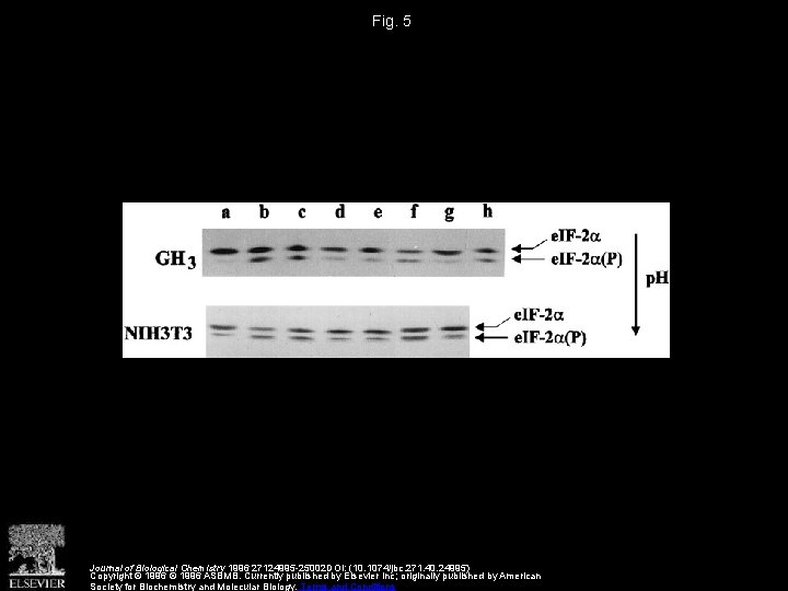 Fig. 5 Journal of Biological Chemistry 1996 27124995 -25002 DOI: (10. 1074/jbc. 271. 40.