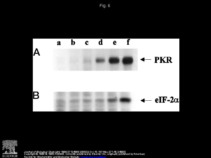 Fig. 6 Journal of Biological Chemistry 1996 27124995 -25002 DOI: (10. 1074/jbc. 271. 40.