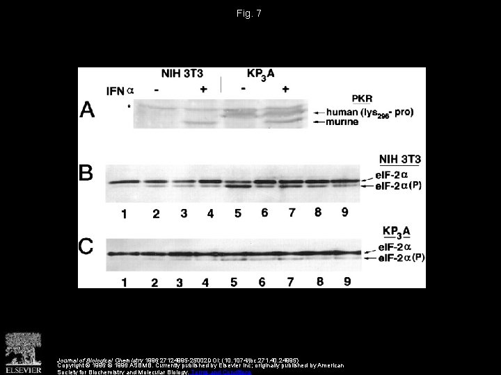Fig. 7 Journal of Biological Chemistry 1996 27124995 -25002 DOI: (10. 1074/jbc. 271. 40.