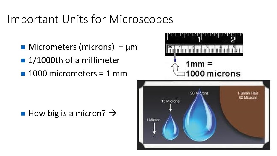 Important Units for Microscopes n Micrometers (microns) = µm 1/1000 th of a millimeter