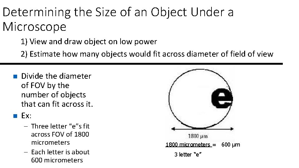 Determining the Size of an Object Under a Microscope 1) View and draw object Determining the Size of an Object Under a Microscope 1) View and draw object