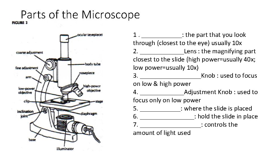 Parts of the Microscope 1. ______: the part that you look through (closest to Parts of the Microscope 1. ______: the part that you look through (closest to