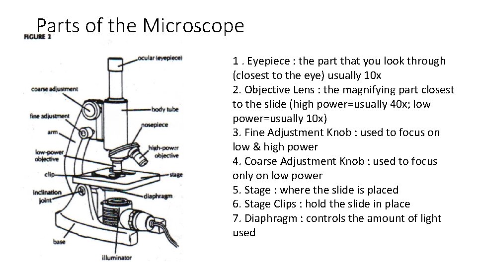 Parts of the Microscope 1. Eyepiece : the part that you look through (closest Parts of the Microscope 1. Eyepiece : the part that you look through (closest