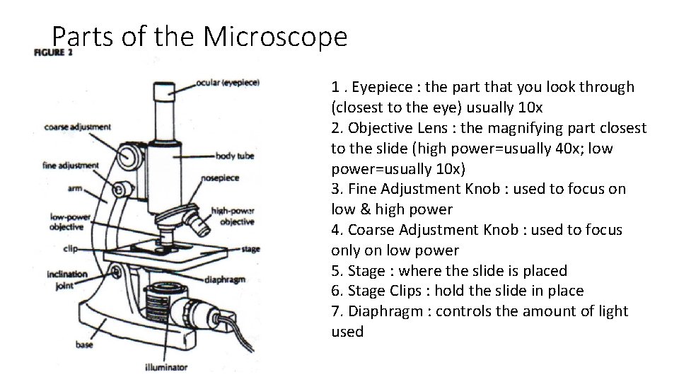 Parts of the Microscope 1. Eyepiece : the part that you look through (closest