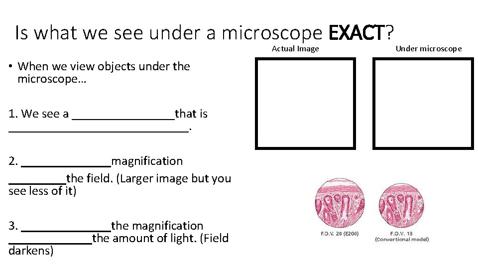 Is what we see under a microscope EXACT? Actual Image • When we view