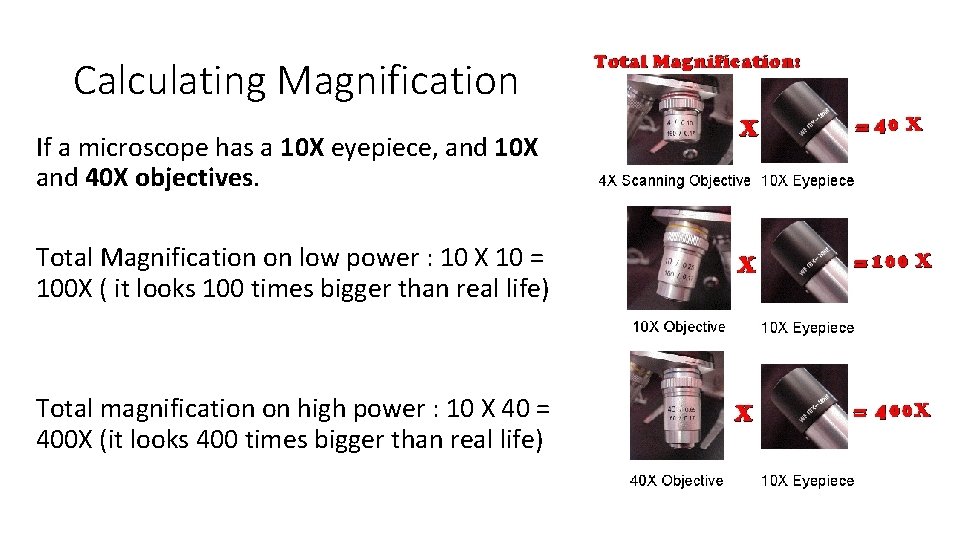 Calculating Magnification If a microscope has a 10 X eyepiece, and 10 X and