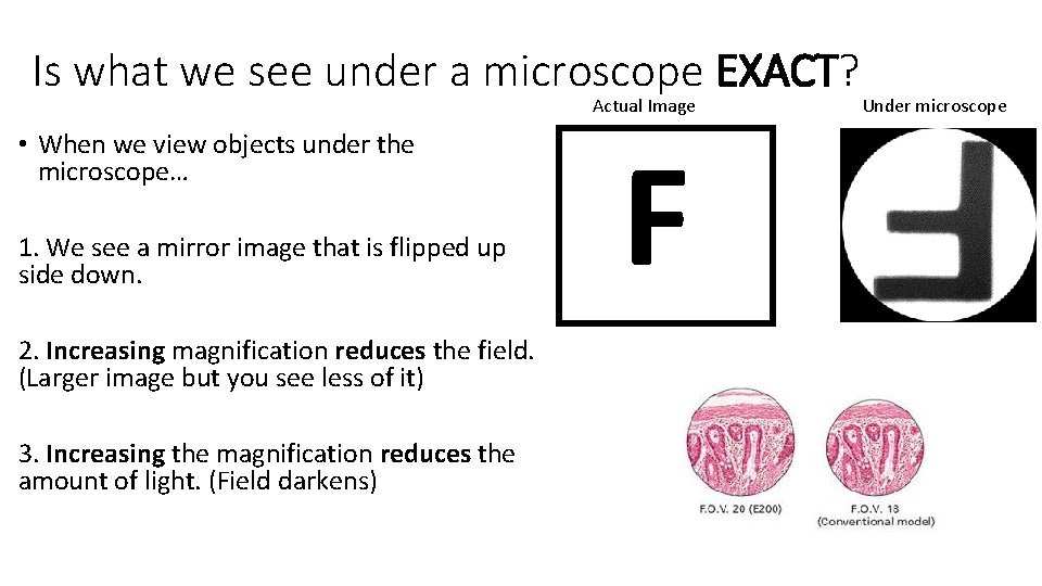 Is what we see under a microscope EXACT? Actual Image • When we view