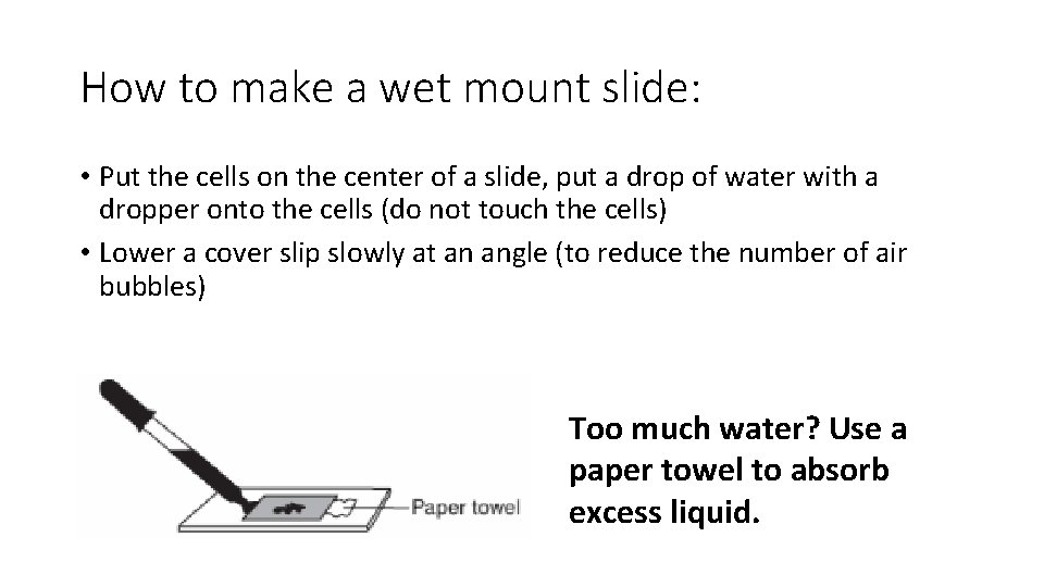 How to make a wet mount slide: • Put the cells on the center How to make a wet mount slide: • Put the cells on the center