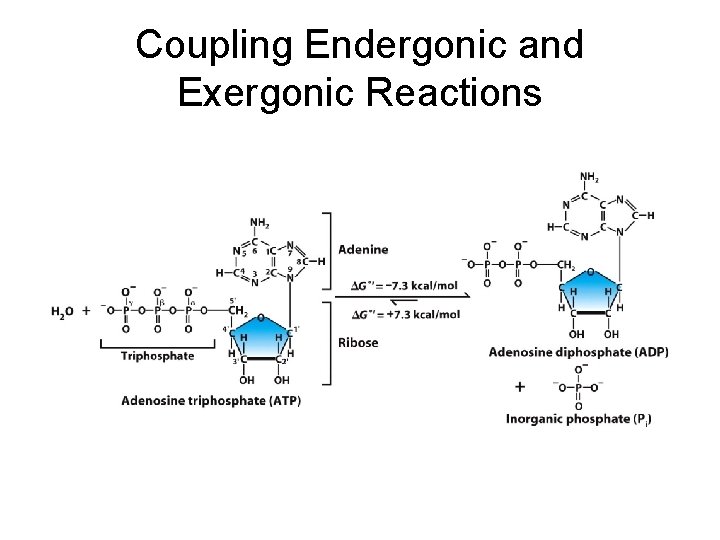 Coupling Endergonic and Exergonic Reactions 