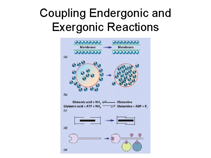 Coupling Endergonic and Exergonic Reactions 