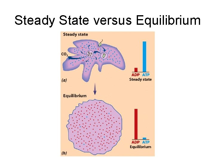 Steady State versus Equilibrium 