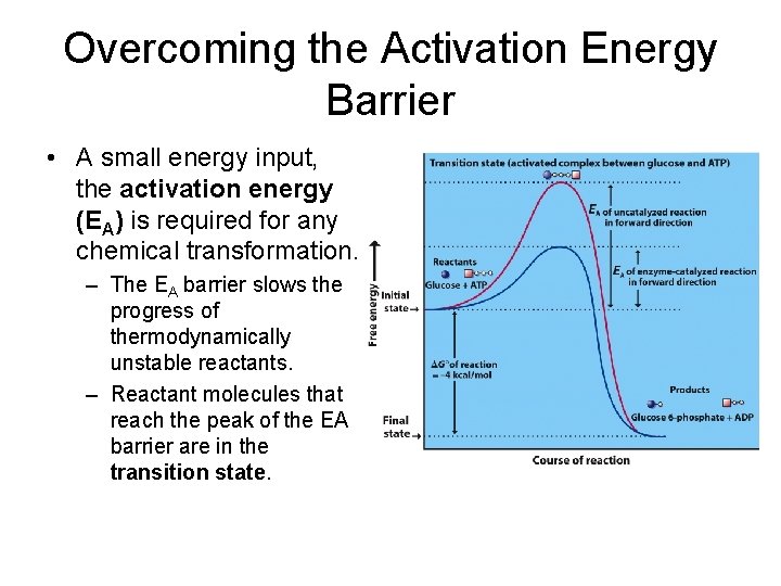Overcoming the Activation Energy Barrier • A small energy input, the activation energy (EA)