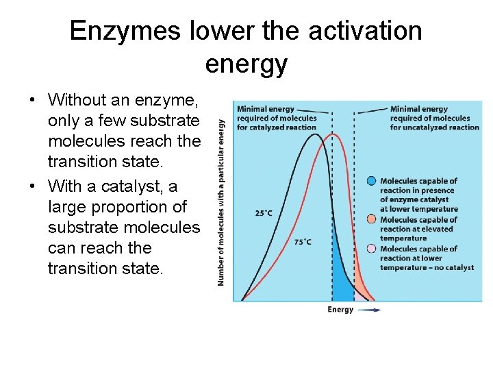 Enzymes lower the activation energy • Without an enzyme, only a few substrate molecules