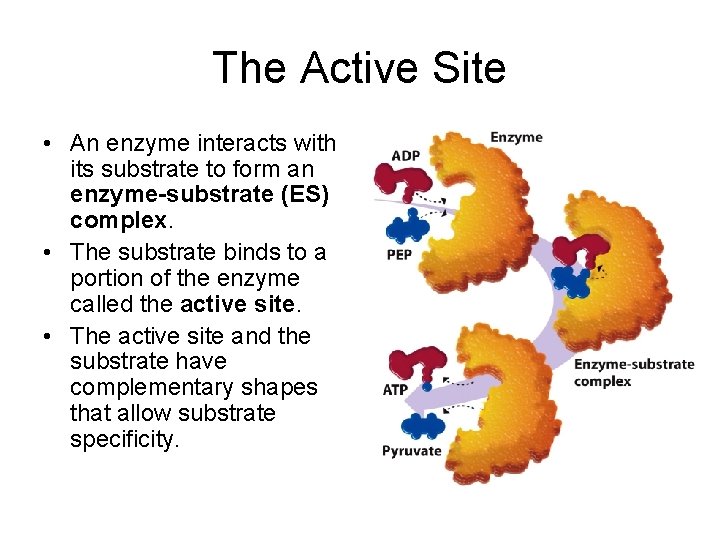 The Active Site • An enzyme interacts with its substrate to form an enzyme-substrate