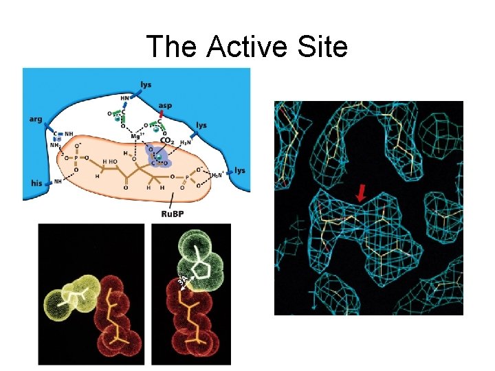 The Active Site 