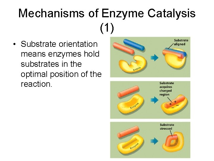 Mechanisms of Enzyme Catalysis (1) • Substrate orientation means enzymes hold substrates in the