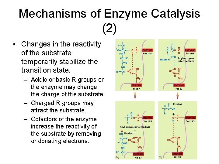 Mechanisms of Enzyme Catalysis (2) • Changes in the reactivity of the substrate temporarily