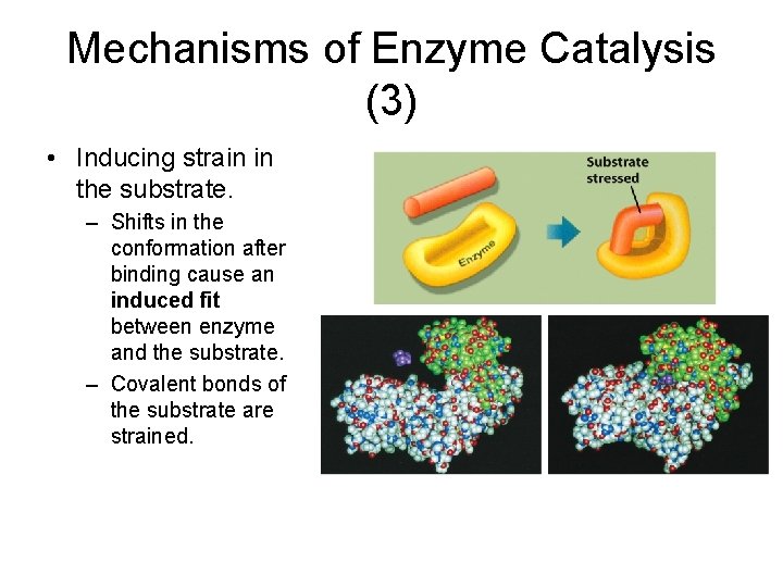 Mechanisms of Enzyme Catalysis (3) • Inducing strain in the substrate. – Shifts in