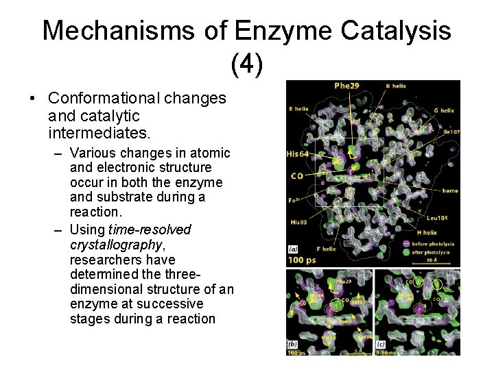 Mechanisms of Enzyme Catalysis (4) • Conformational changes and catalytic intermediates. – Various changes