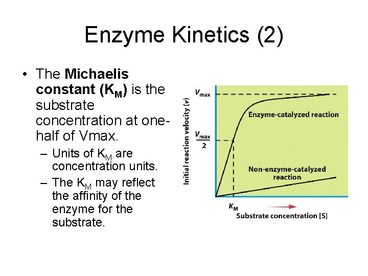 Enzyme Kinetics (2) • The Michaelis constant (KM) is the substrate concentration at onehalf