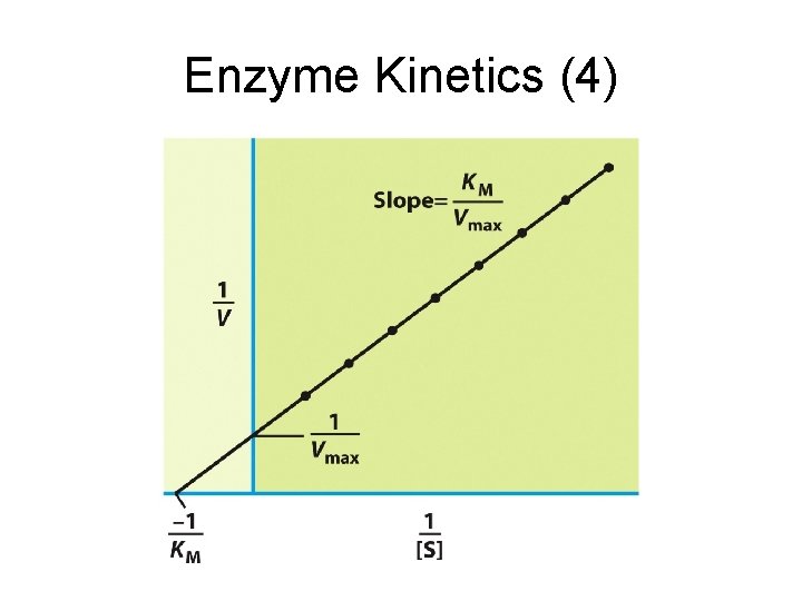 Enzyme Kinetics (4) 