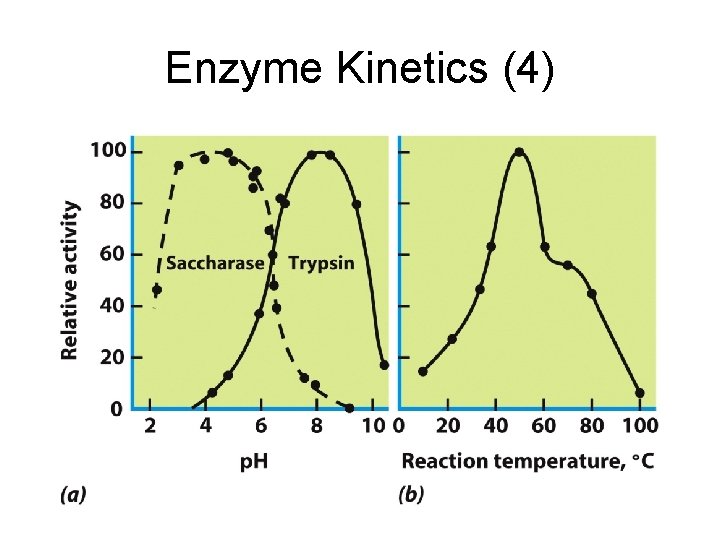 Enzyme Kinetics (4) 
