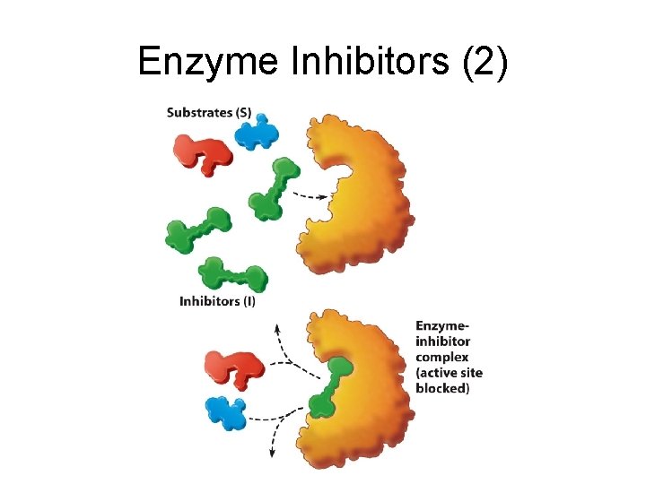 Enzyme Inhibitors (2) 