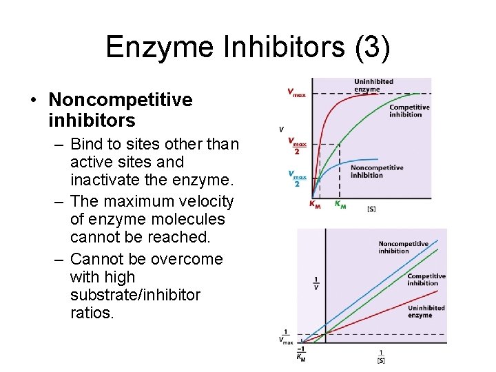 Enzyme Inhibitors (3) • Noncompetitive inhibitors – Bind to sites other than active sites