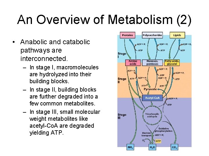An Overview of Metabolism (2) • Anabolic and catabolic pathways are interconnected. – In