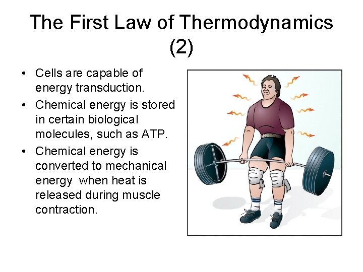 The First Law of Thermodynamics (2) • Cells are capable of energy transduction. •