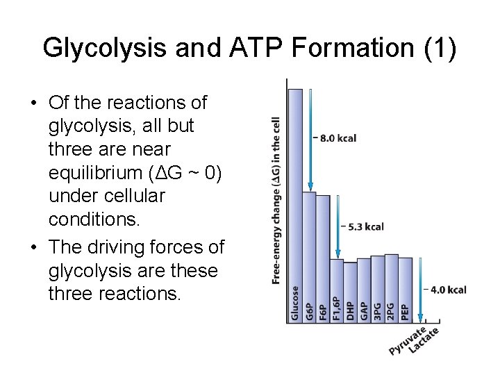 Glycolysis and ATP Formation (1) • Of the reactions of glycolysis, all but three