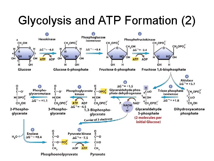 Glycolysis and ATP Formation (2) 