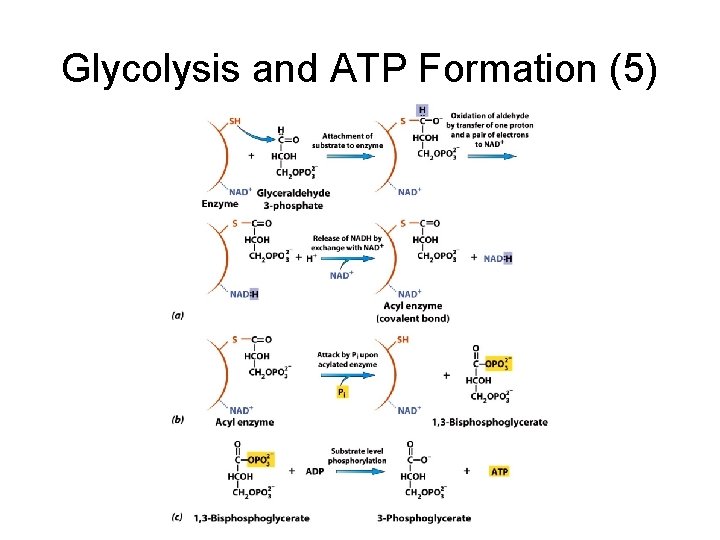 Glycolysis and ATP Formation (5) 