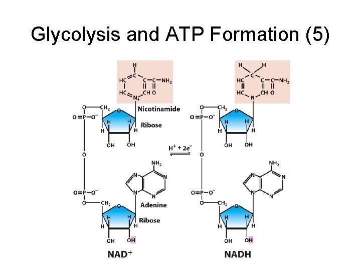 Glycolysis and ATP Formation (5) 