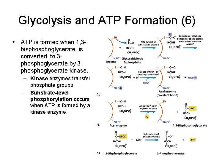 Glycolysis and ATP Formation (6) • ATP is formed when 1, 3 bisphoglycerate is