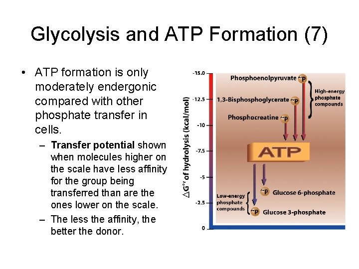 Glycolysis and ATP Formation (7) • ATP formation is only moderately endergonic compared with