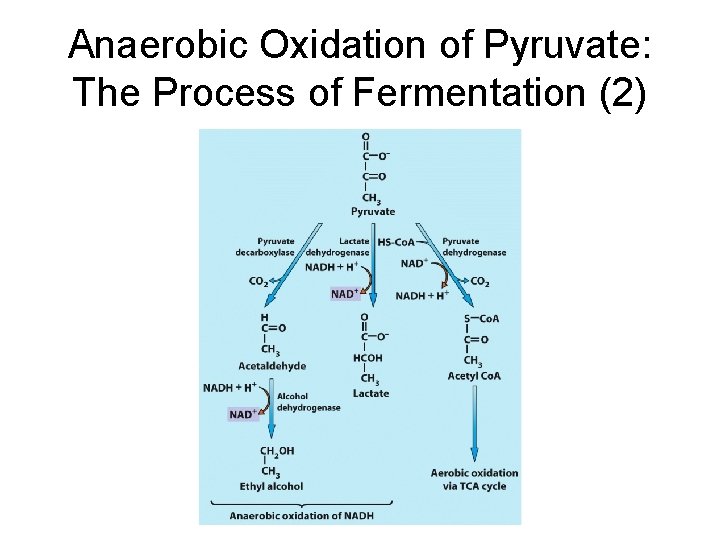 Anaerobic Oxidation of Pyruvate: The Process of Fermentation (2) 