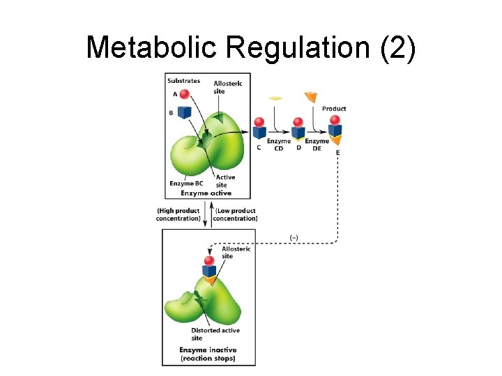 Metabolic Regulation (2) 