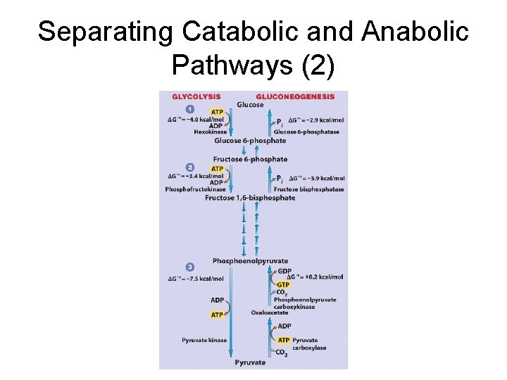 Separating Catabolic and Anabolic Pathways (2) 